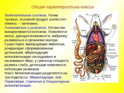 Что входит в выделительную систему плацентарных млекопитающих