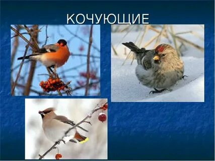 Чуют кочующие