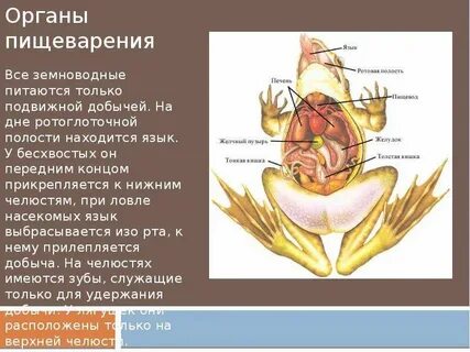 Орган амфибий