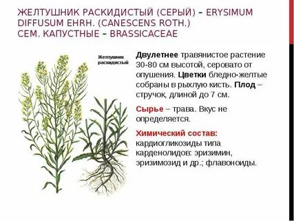 Значение слова раскидистый
