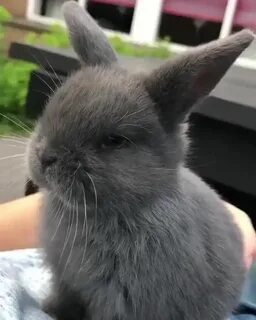 Bunny cuties