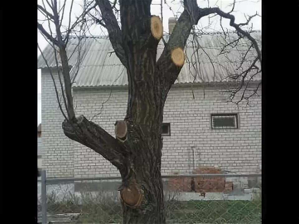 Старый абрикос. Формировка яблони чашей. Старый дерево абрикос. Обрезка дерева абрикос. Абрикос чашевидная крона.