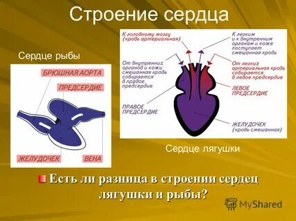 Эксперимент сердце лягушки