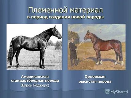 Рассмотрите фотографию пятнистой лошади породы