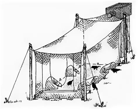 Чертежи ловушки фазана. ЛОВУШКА для куропаток. Силки на куропатку. Средневековые ловушки. Ловушки для куропаток своими