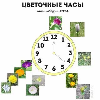 Цветы часы растения