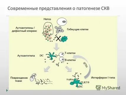 Обмен скв