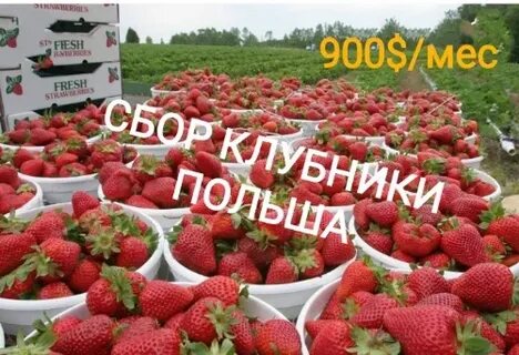 Сколько зарабатывают на клубнике