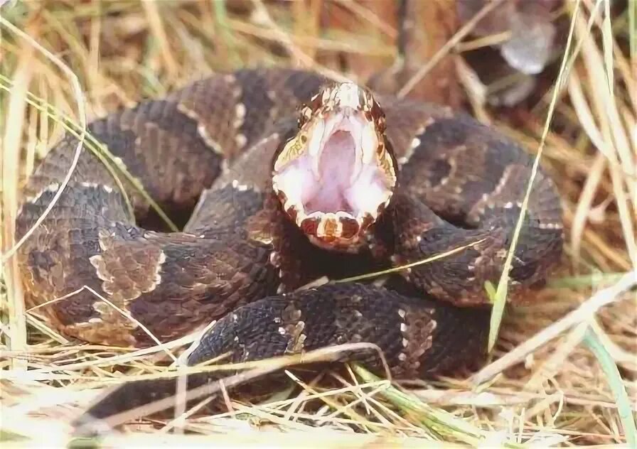 Змеи т д. Cottonmouth snake. cottonmouth. коричневые змеи во сне.