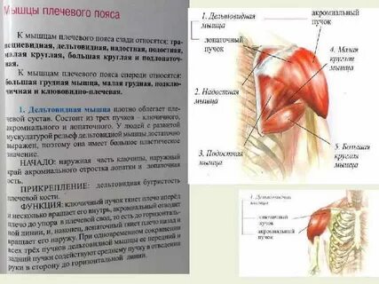 Мышцы термины