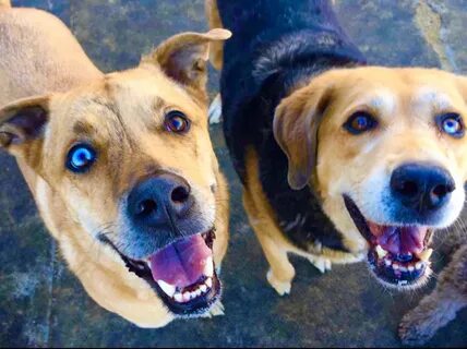 Dogs make