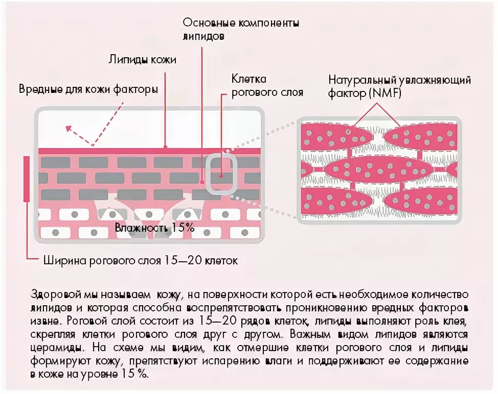 Натуральный увлажняющий фактор эпидермиса NMF это. NMF натуральный увлажняющий фактор. Состав натурального увлажняющего фактора кожи. Компоненты натурального увлажняющего фактора. Натуральный увлажняющий фактор