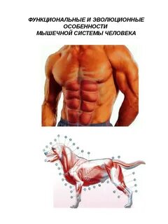 Функциональные системы животных