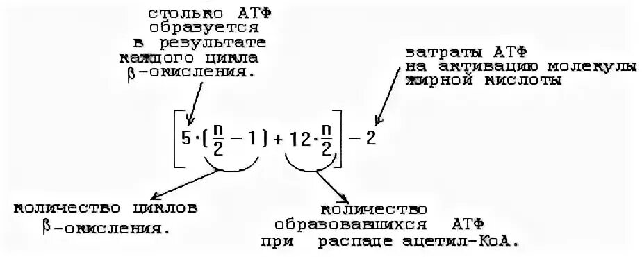 Схема реакции окисления ненасыщенных жирных кислот. Формула расчета АТФ из жирных кислот. Формула для расчета АТФ при бета окислении. Энергетический эффект бета окисления жирных кислот.