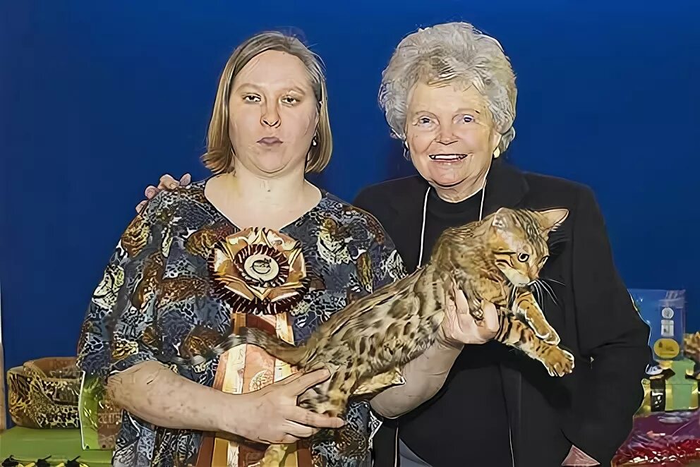 джин милл бенгальская кошка. джин милл. джин милл. джин милл. бенгвльская кошка джинн милл.