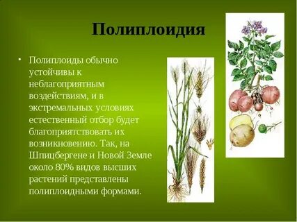 Для каких организмов применялся метод полиплоидизации