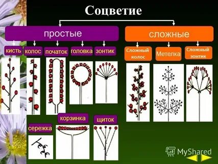 Сложный початок