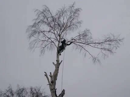 Люба дерево