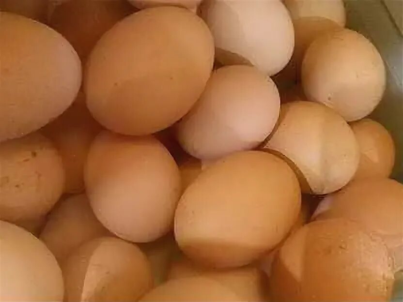 Купить яйца в свердловской области
