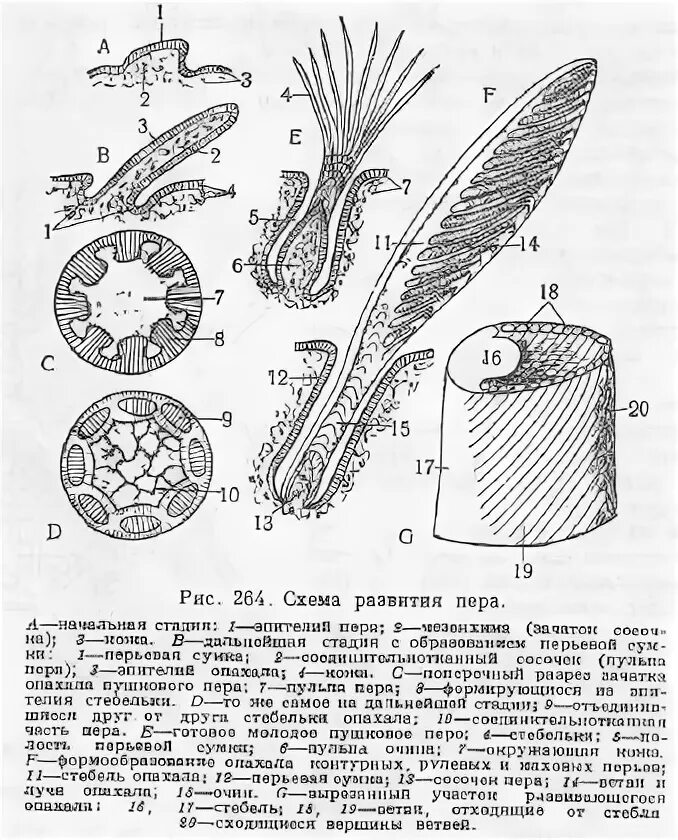 Кожа у птиц тонкая. Кожный Покров птиц анатомия. Строение кожи птиц схема. Строение кожного Покрова птиц. Производные кожи птиц.