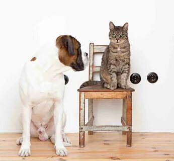True pets