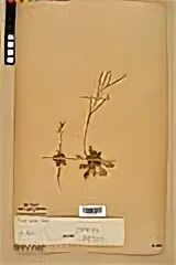 Восход солнцев книга 1