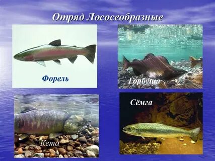 Представители лососеобразных
