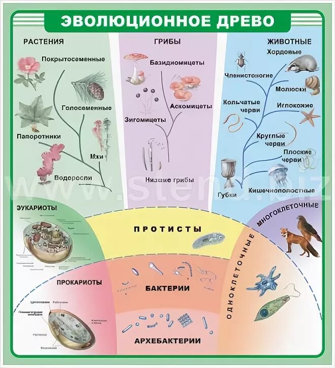 Схема эволюционного древа. Эволюционное Древо. Эволюционное Древо растений и животных. Эволюционное Древо жизни на земле. Эволюционное Древо животных.