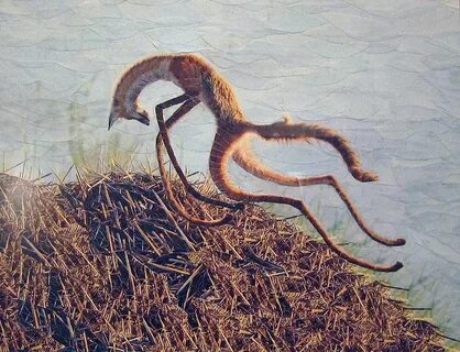 Криптозоология