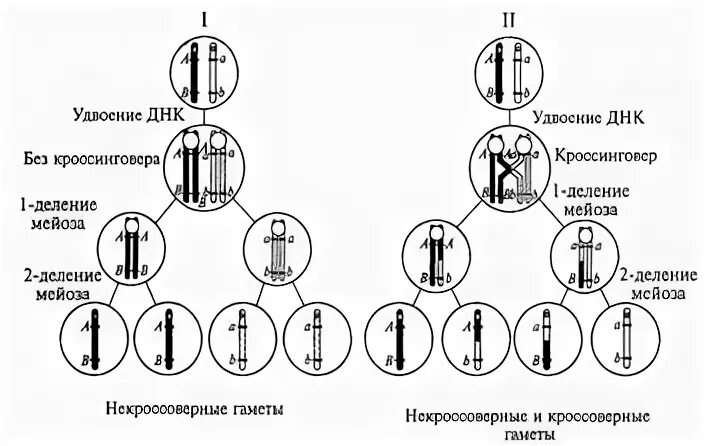 Образуется при нерасхождении хромосом в мейозе. Схема распределения хромосом в мейозе. мейоз 2 набор хромосом. генетическая схема мейоза. схема распределения аллельных генов в процессах мейоза.