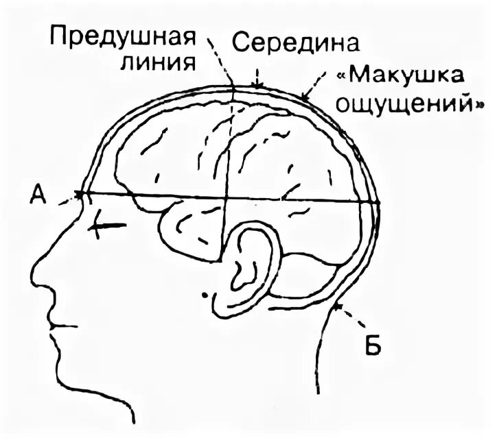 Затылок темя. Макушка затылок темя. Затылок темечко макушка. Племя путь темя