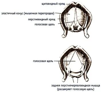 Голосові