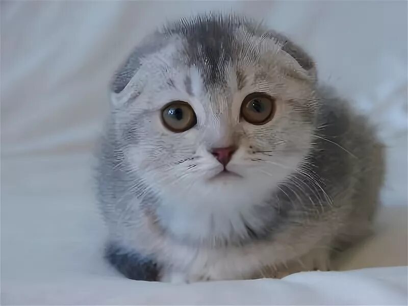 Шотландские котята пенза. Шотландские вислоухие коты из питомника фото. Вислоухий кот пермь. Котята вислоухие шотландские пензе. Котята вислоухие шотландские пензе.