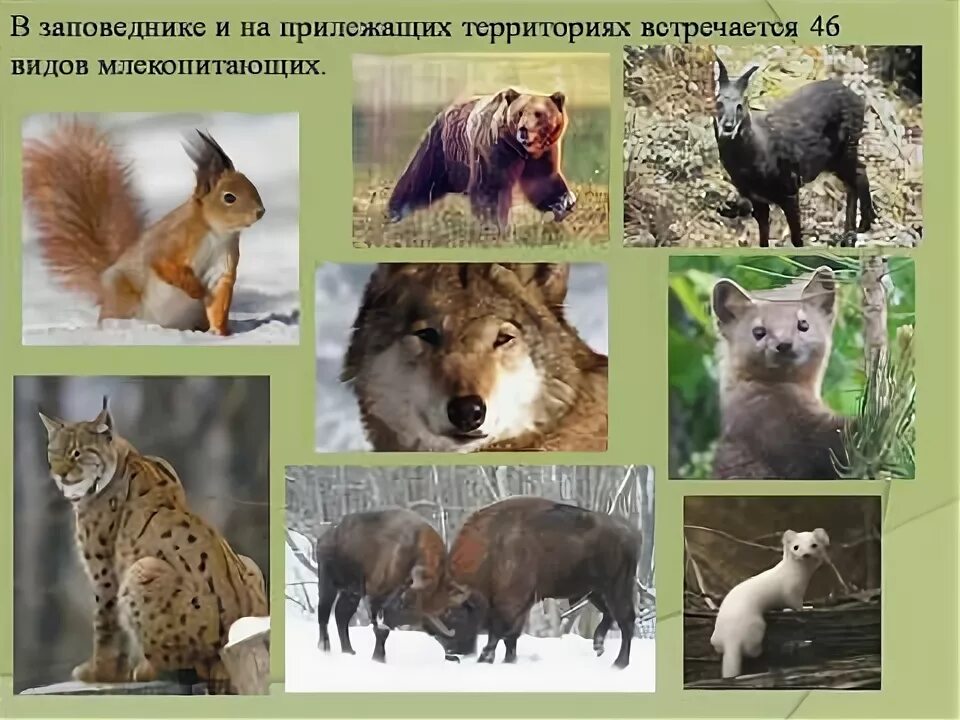 Краснокнижные животные красноярского края. Какие животные красноярского края нуждаются в охране. Какие животные красноярского края нуждаются в охране. Звери красноярского края. Животные красноярскоготкрая.