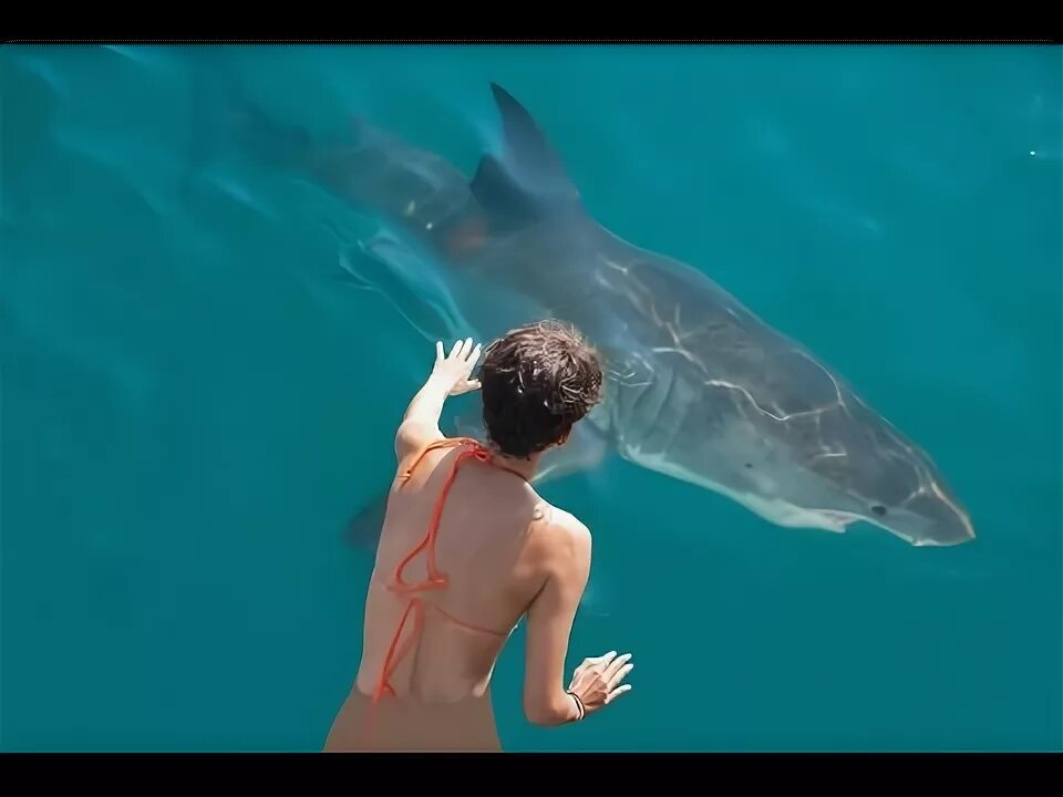 Акула турист видео. Акулы мако в черном море. Акула турист видео. Какие размеры акулы египет. Акула турист видео.