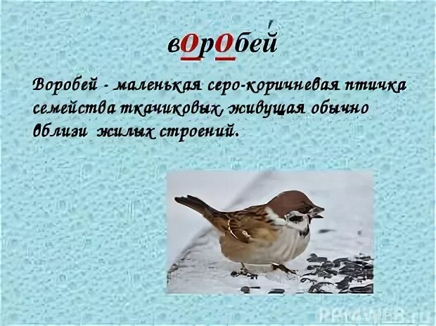 Составить предложение со словом воробей