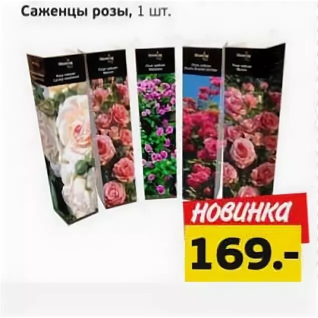 Акция саженцы розы. Акция саженцы розы. Акция саженцы розы. Акция саженцы розы. Беккер саженцы роз.