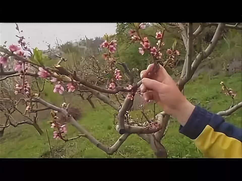 Обрезка персика в Крыму весной. Обрезка персика. Весенняя обрезка персика в Крыму. Обрезка цветущего персика. Можно ли обрезать персик