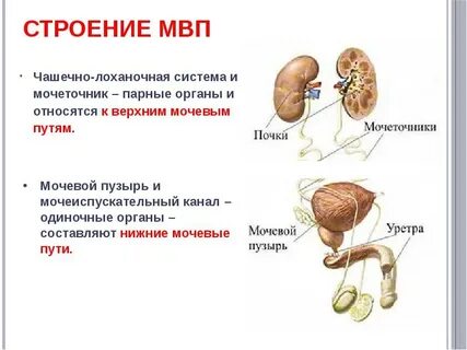 Отделы мочеполовой системы