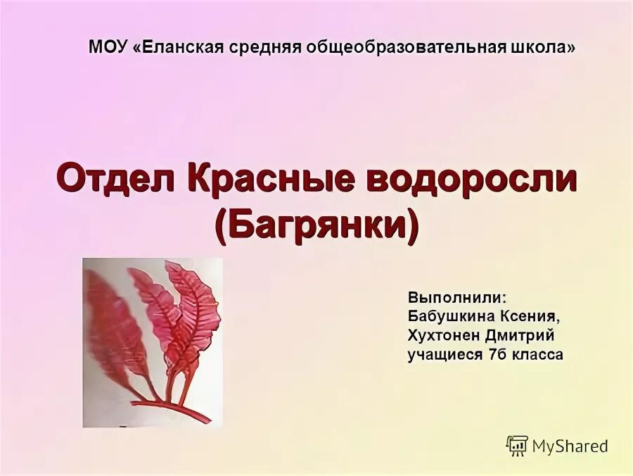 2 название красных водорослей