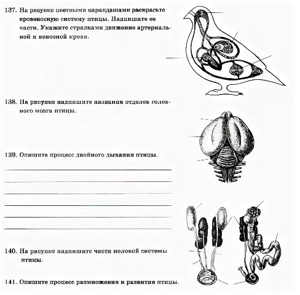 Внутреннее строение птиц. Внешнее строение птицы биология 7 класс. Внешнее строение птицы вороны. Внешнее строение птиц таблица. Тест строение птиц.