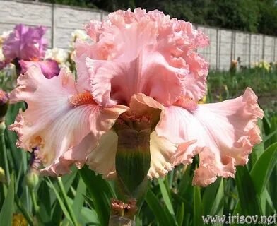 Iris 1 uzbek