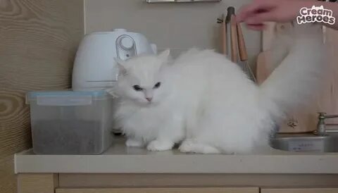 Кошка лала