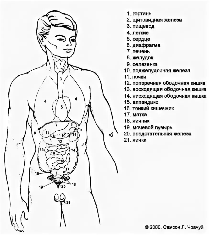 Внутренние органы строение схема. Внутренние органы человека расположение мужчины спереди. Органы человека расположение в картинках мужчины с надписями спереди. Схема внутренних органов мужчины. Внутреннее строение человека схема расположения.