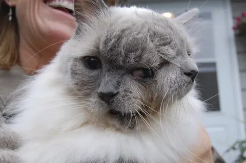 Кот с 2 головами