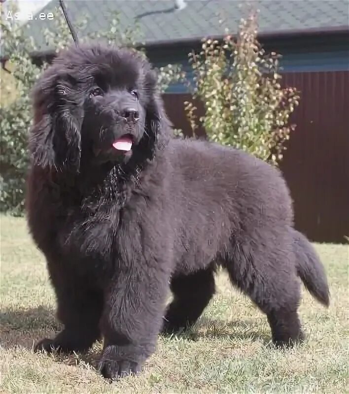 ньюфаундленд порода собак щенок. авито ньюфаундленд щенки. атами щенки коричневые. ньюфаундленд. собака похожая на ньюфаундленда.