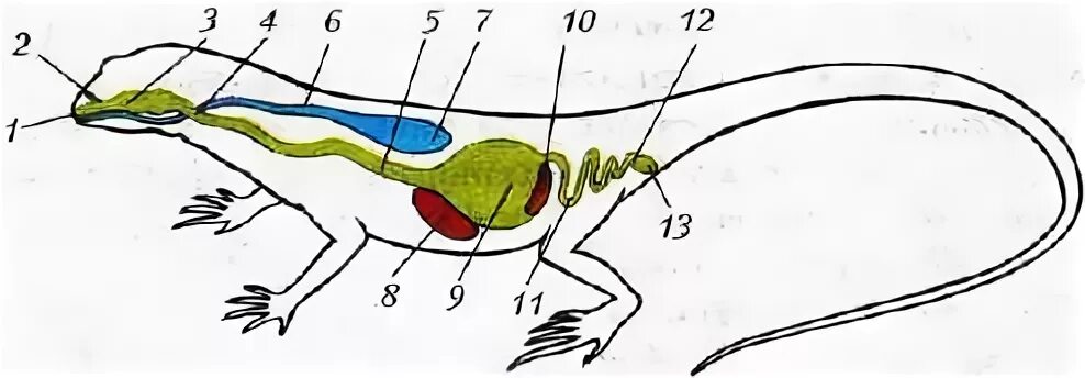 Почки ящерицы. Пищеварительная система прыткой ящерицы. Схема пищеварительной и дыхательной систем ящерицы рис 140. Внутреннее строение ящерицы пищеварительная система. Дыхательная система рептилий схема.