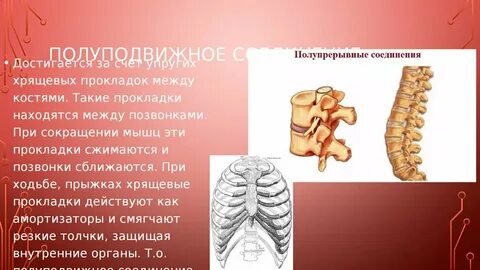 Состоит из подвижно соединенных между собой хрящей