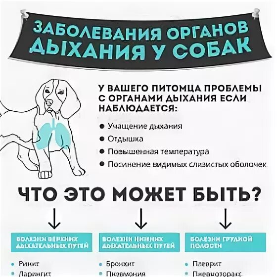 Болезни органов дыхания у собак: причины, признаки, лечениеВетлечебница Рос-Вет