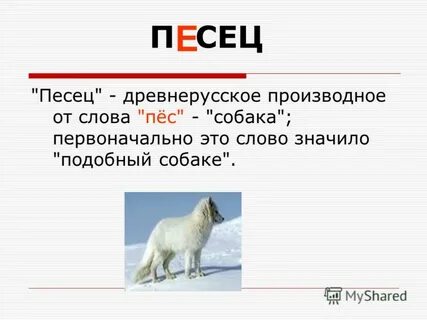Как произошло слово собака